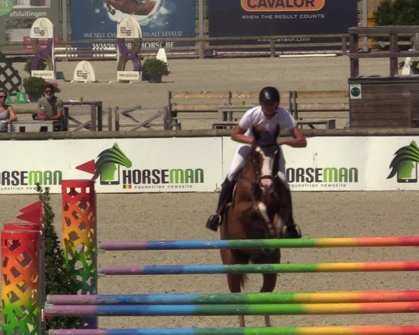 Gold +Cyclus Jonge Paarden in Lier (BEL) 2020