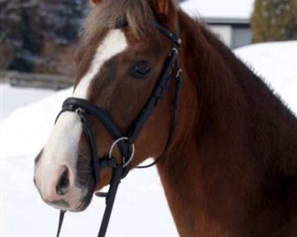 Dressurpferd Mr. No 2 (Deutsches Reitpony, 2008, von Auheim's Maximus)