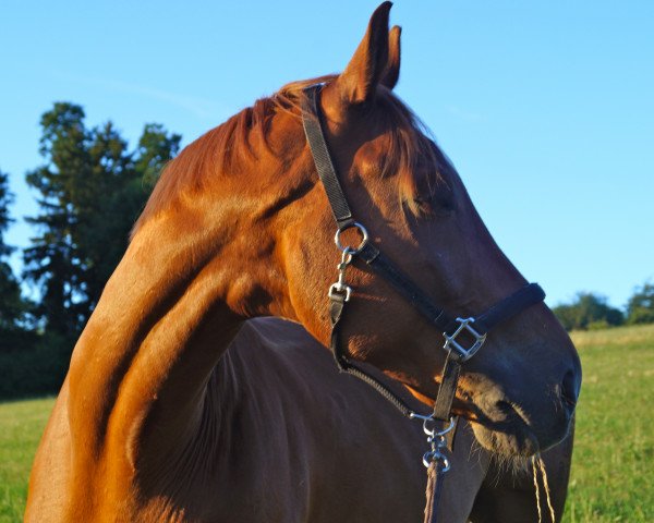 horse Fidus Amicus (Westphalian, 2000, from Florestan I)