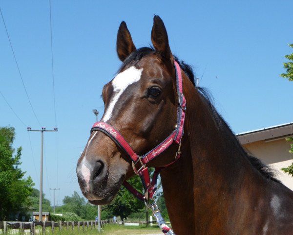 dressage horse Freiherr Falco von Falkenstein (Hanoverian, 2004, from Fabriano)