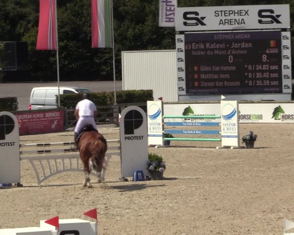 Gold +Cyclus Jonge Paarden in Lier (BEL) 2020