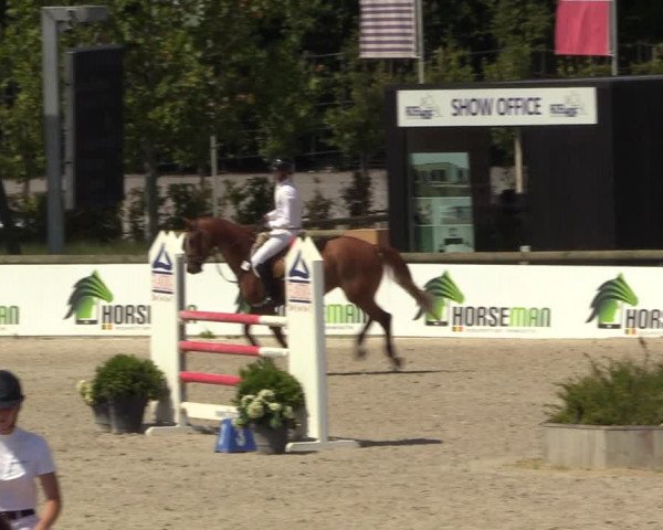 Gold +Cyclus Jonge Paarden in Lier (BEL) 2020