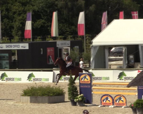 Gold +Cyclus Jonge Paarden in Lier (BEL) 2020