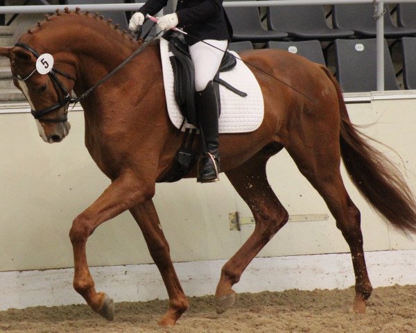 dressage horse Special Edition 20 (Hanoverian, 2012, from Spörcken)
