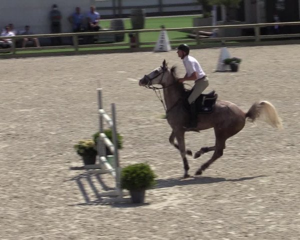 Gold +Cyclus Jonge Paarden in Lier (BEL) 2020