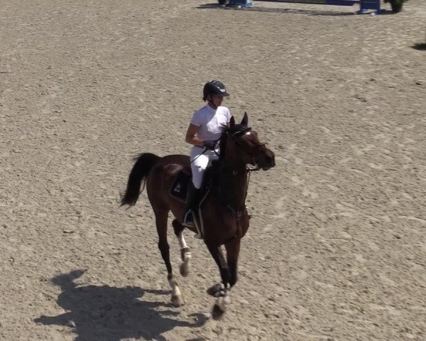 Gold +Cyclus Jonge Paarden in Lier (BEL) 2020