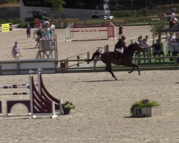 Gold +Cyclus Jonge Paarden in Lier (BEL) 2020