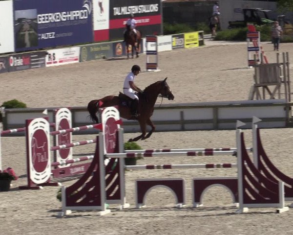 Gold +Cyclus Jonge Paarden in Lier (BEL) 2020