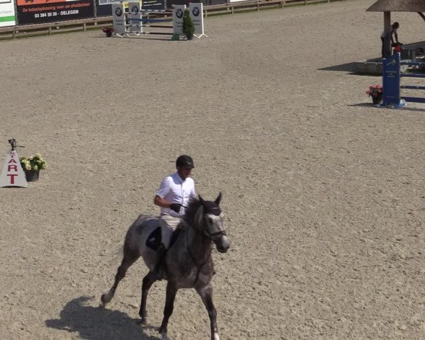 Gold +Cyclus Jonge Paarden in Lier (BEL) 2020