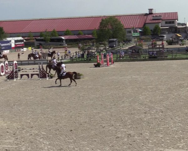 Gold +Cyclus Jonge Paarden in Lier (BEL) 2020