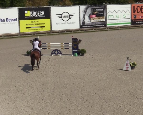 Gold +Cyclus Jonge Paarden in Lier (BEL) 2020