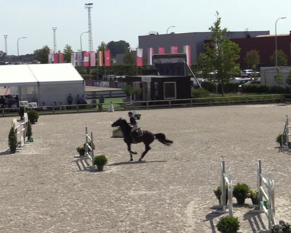 Gold +Cyclus Jonge Paarden in Lier (BEL) 2020