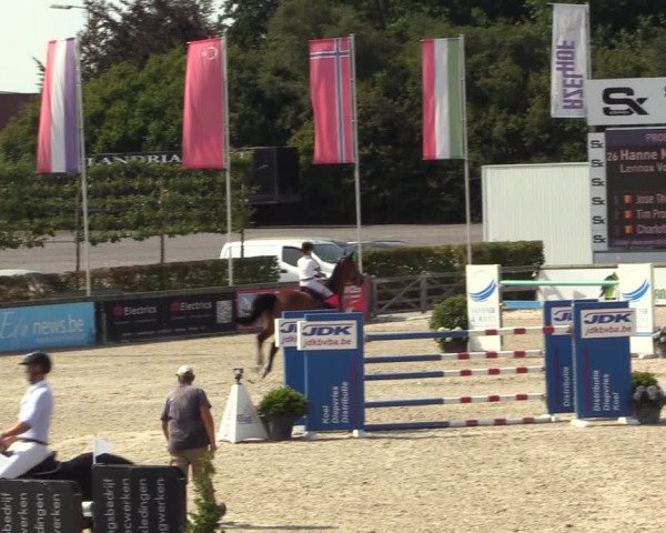 Gold +Cyclus Jonge Paarden in Lier (BEL) 2020