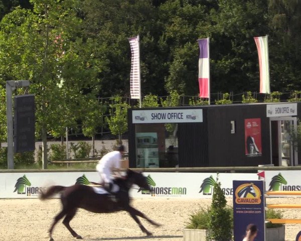 Gold +Cyclus Jonge Paarden in Lier (BEL) 2020