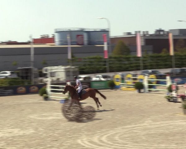 Gold +Cyclus Jonge Paarden in Lier (BEL) 2020