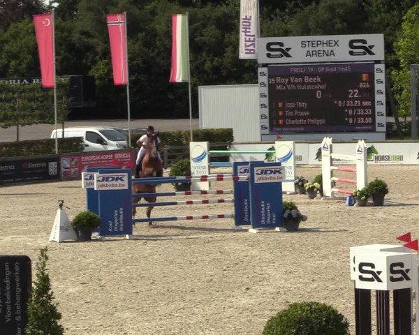 Gold +Cyclus Jonge Paarden in Lier (BEL) 2020