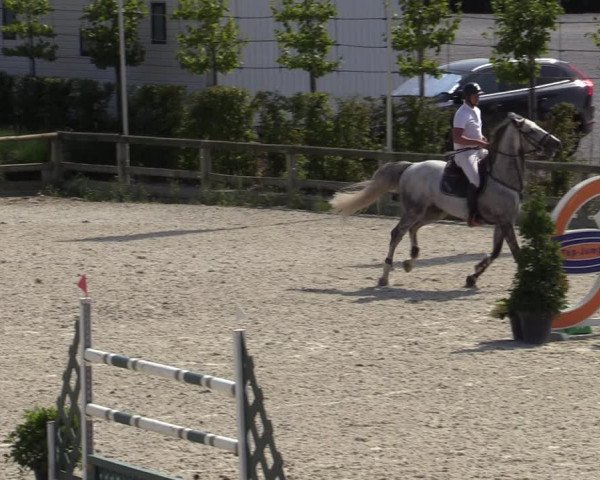 Gold +Cyclus Jonge Paarden in Lier (BEL) 2020