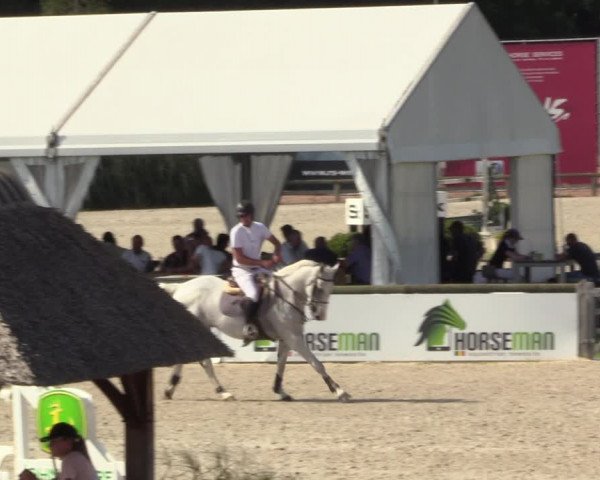 Gold +Cyclus Jonge Paarden in Lier (BEL) 2020