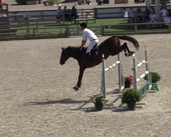 Gold +Cyclus Jonge Paarden in Lier (BEL) 2020