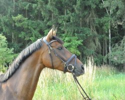 jumper Serafin 11 (Hanoverian, 2008, from Stalypso)