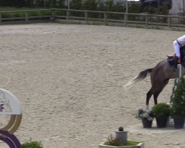 Gold +Cyclus Jonge Paarden in Lier (BEL) 2020