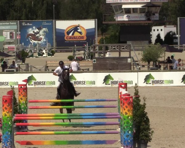 Gold +Cyclus Jonge Paarden in Lier (BEL) 2020