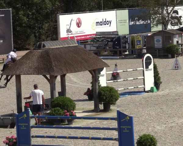 Gold +Cyclus Jonge Paarden in Lier (BEL) 2020