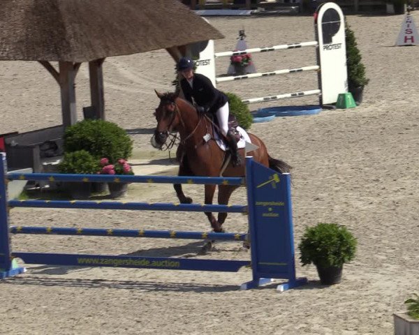 Gold +Cyclus Jonge Paarden in Lier (BEL) 2020