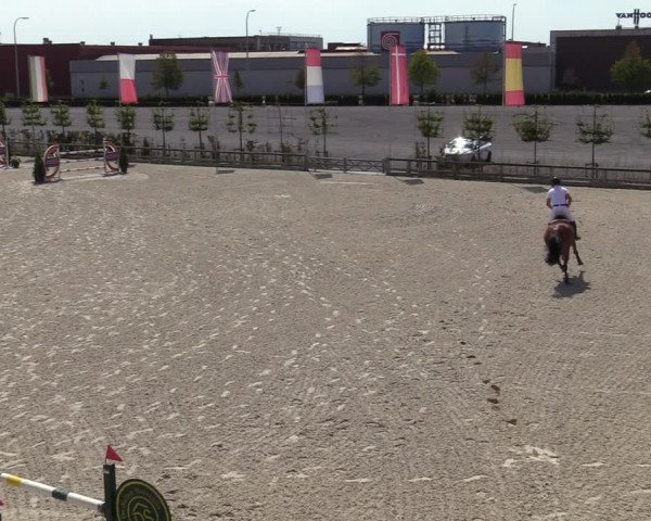Gold +Cyclus Jonge Paarden in Lier (BEL) 2020