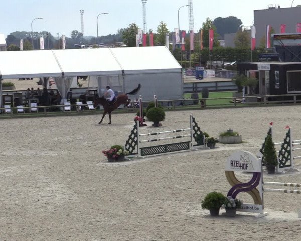 Gold +Cyclus Jonge Paarden in Lier (BEL) 2020