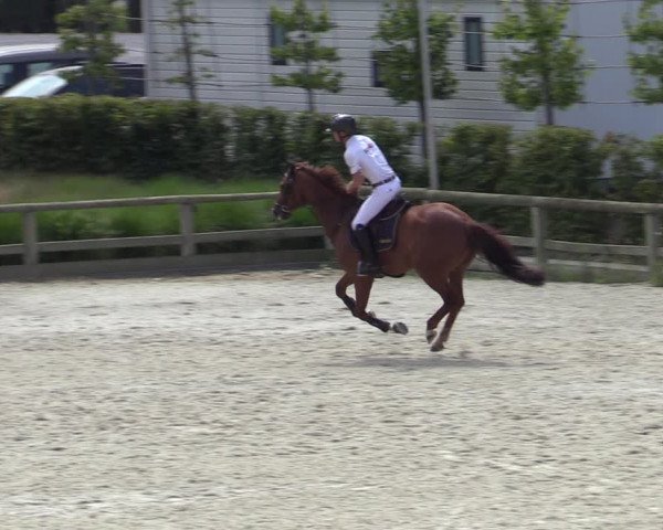 Gold +Cyclus Jonge Paarden in Lier (BEL) 2020