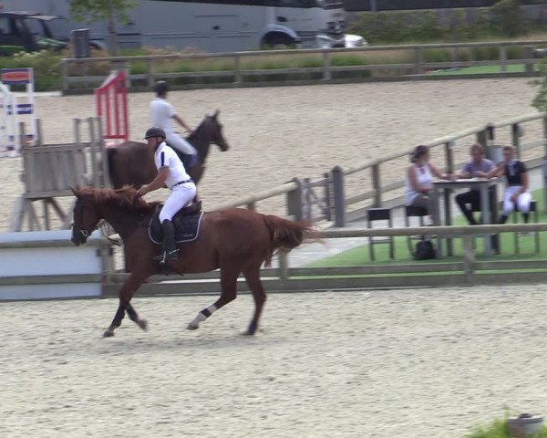 Gold +Cyclus Jonge Paarden in Lier (BEL) 2020