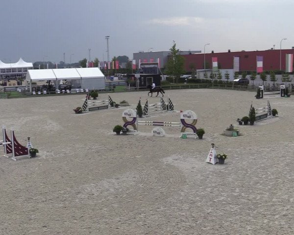 Gold +Cyclus Jonge Paarden in Lier (BEL) 2020