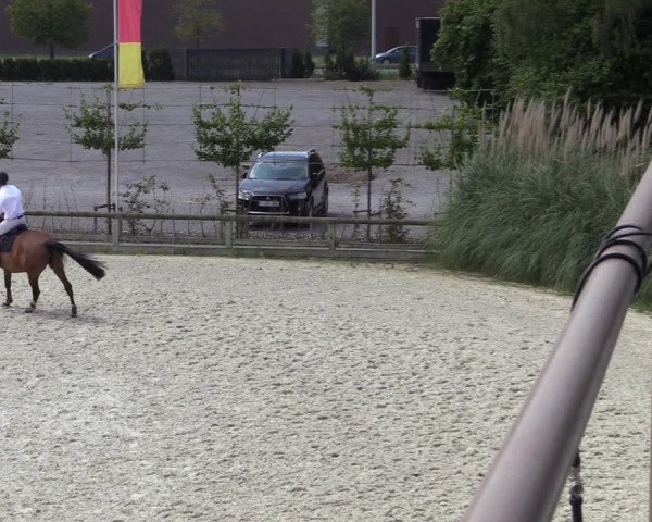 Gold +Cyclus Jonge Paarden in Lier (BEL) 2020