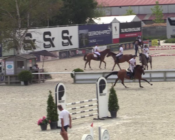 Gold +Cyclus Jonge Paarden in Lier (BEL) 2020