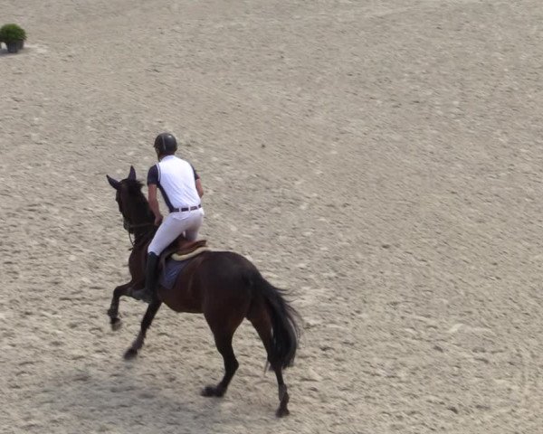 Gold +Cyclus Jonge Paarden in Lier (BEL) 2020