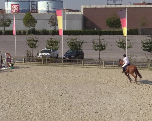 Gold +Cyclus Jonge Paarden in Lier (BEL) 2020