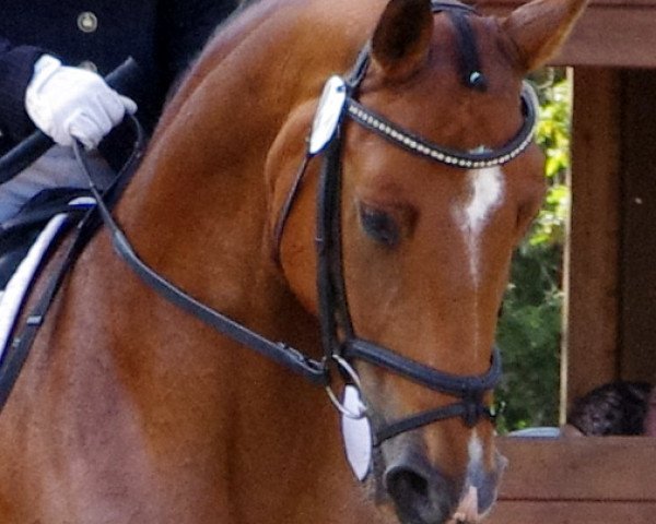 horse By my Side 3 (Oldenburg, 2009, from Belissimo NRW)