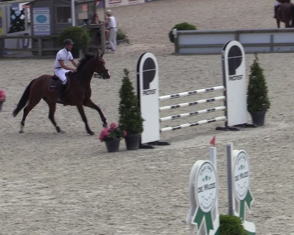 Gold +Cyclus Jonge Paarden in Lier (BEL) 2020