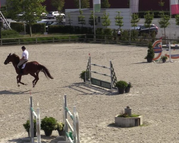 Gold +Cyclus Jonge Paarden in Lier (BEL) 2020