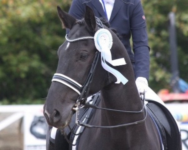 dressage horse Duloc (Hanoverian, 2004, from Dauphin)