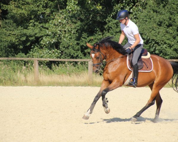 Pferd Sissi (Hannoveraner, 2015, von Scuderia)