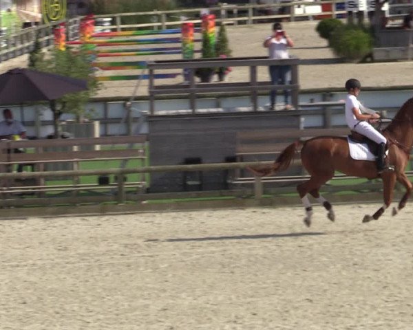 Gold +Cyclus Jonge Paarden in Lier (BEL) 2020