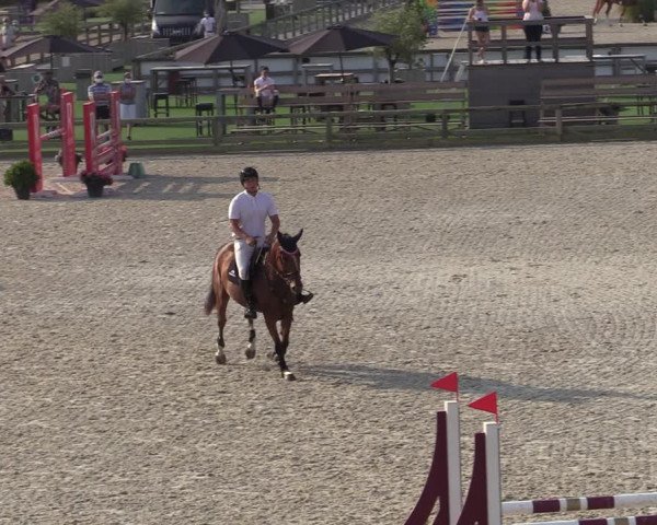 Gold +Cyclus Jonge Paarden in Lier (BEL) 2020