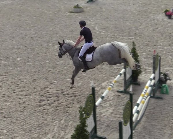 Gold +Cyclus Jonge Paarden in Lier (BEL) 2020