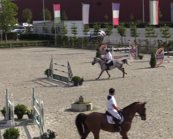 Gold +Cyclus Jonge Paarden in Lier (BEL) 2020