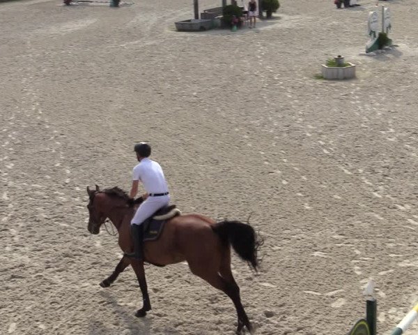 Gold +Cyclus Jonge Paarden in Lier (BEL) 2020