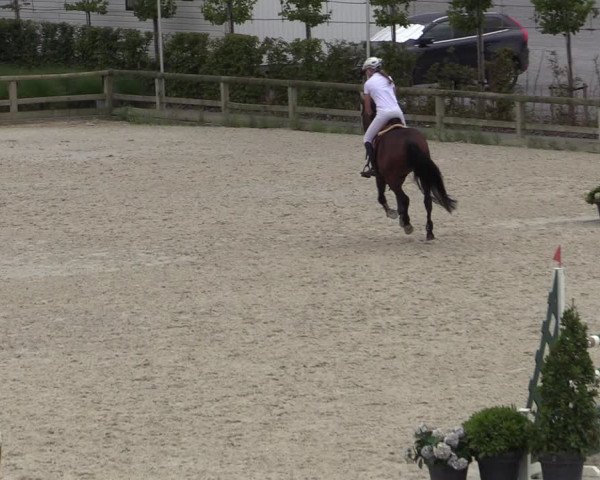 Gold +Cyclus Jonge Paarden in Lier (BEL) 2020