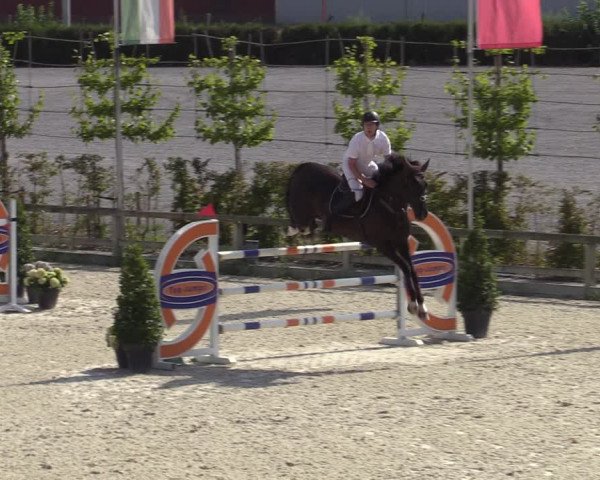 Gold +Cyclus Jonge Paarden in Lier (BEL) 2020