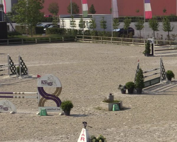 Gold +Cyclus Jonge Paarden in Lier (BEL) 2020